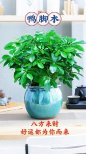 客廳中綠植可以提升家中的財(cái)運(yùn)嗎